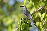 White-bellied Cuckooshrikeborder=